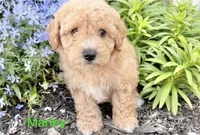 Marley , a male Miniature Goldendoodle for sale in Madisonville, KY – 1 of 1