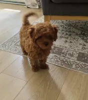 Dash , a male Miniature Goldendoodle for sale in Madisonville, KY – 2 of 2