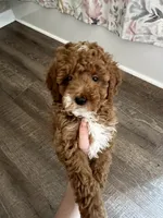 Bucky , a male Miniature Goldendoodle for sale in Madisonville, KY – 2 of 6