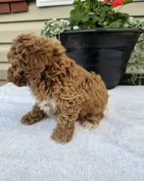 Turf , a male Cavapoo for sale in Madisonville, KY – 2 of 2