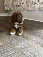 Buster , a male Miniature Goldendoodle for sale in Madisonville, KY – 5 of 8