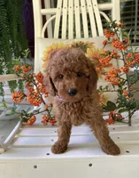 Buster , a male Miniature Goldendoodle for sale in Madisonville, KY – 1 of 1