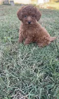 Sadie , a female Poodle - Toy  for sale in Madisonville, KY – 2 of 5