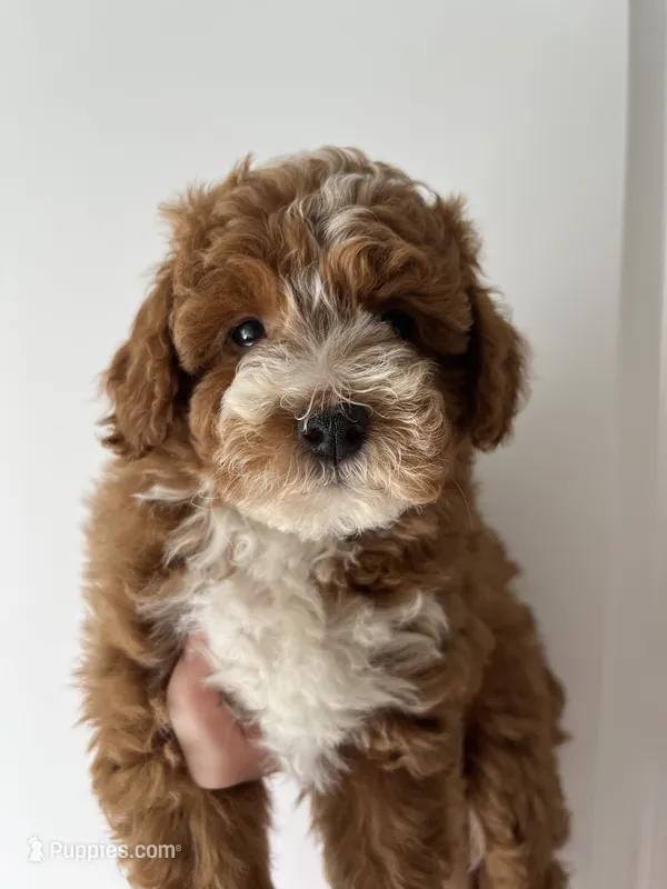 Bingo  – Miniature Goldendoodle puppy for sale in Madisonville, KY