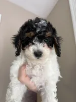 Sasha , a female Cavapoo for sale in Madisonville, KY – 3 of 6