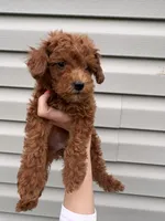 Bella , a female Miniature Goldendoodle for sale in Madisonville, KY – 1 of 2