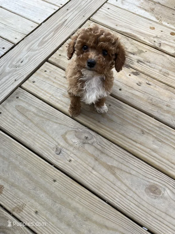 Sadie  – Poodle - Toy  puppy for sale in Madisonville, KY