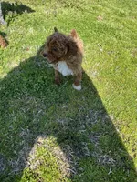 Sadie , a female Poodle - Toy  for sale in Madisonville, KY – Photo 8 of 8