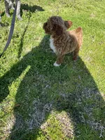 Sadie , a female Poodle - Toy  for sale in Madisonville, KY – Photo 7 of 8