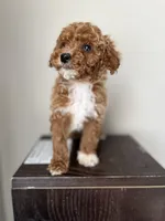 Sadie , a female Poodle - Toy  for sale in Madisonville, KY – Photo 4 of 8