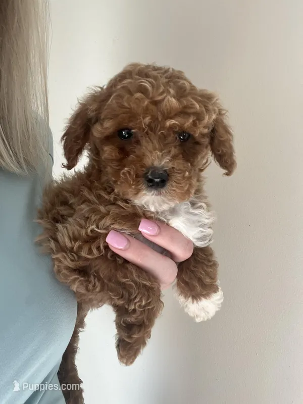 Sadie  – Poodle - Toy  puppy for sale in Madisonville, KY