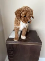 Sadie , a female Poodle - Toy  for sale in Madisonville, KY – Photo 5 of 8