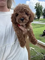 Buster , a male Miniature Goldendoodle for sale in Madisonville, KY – 1 of 4
