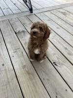 Jax , a male Miniature Goldendoodle for sale in Madisonville, KY – Photo 2 of 4