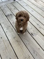 Jax , a male Miniature Goldendoodle for sale in Madisonville, KY – Photo 1 of 4