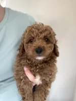 Jax , a male Miniature Goldendoodle for sale in Madisonville, KY – Photo 4 of 4