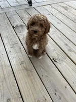 Jax , a male Miniature Goldendoodle for sale in Madisonville, KY – Photo 3 of 4