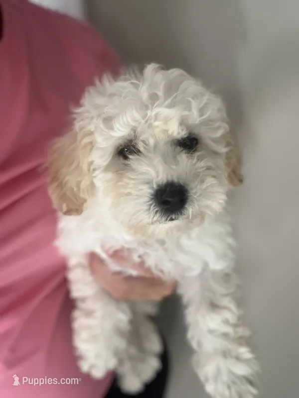 Maddie – Miniature Goldendoodle puppy for sale in Madisonville, KY