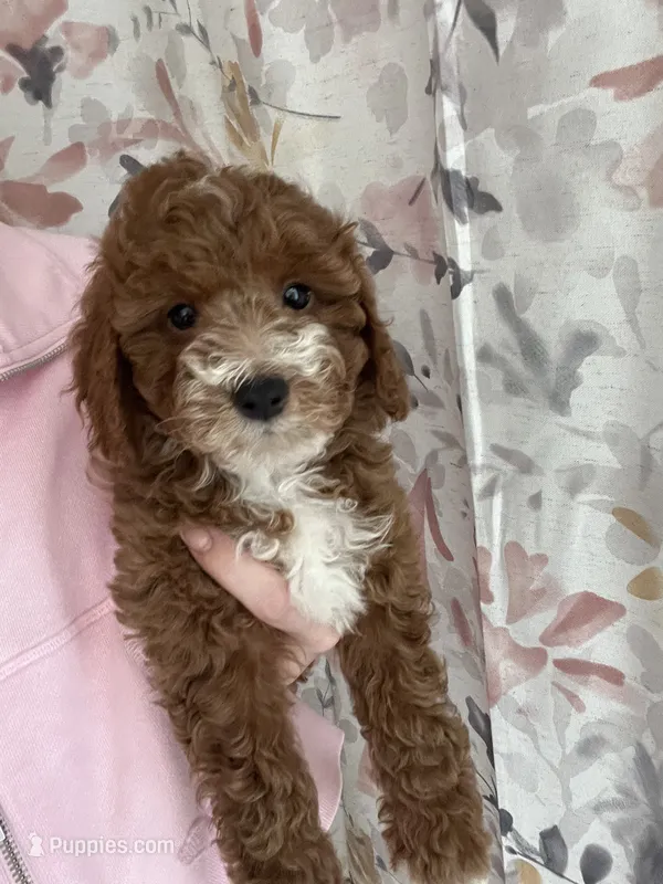 Buddy  – Miniature Goldendoodle puppy for sale in Madisonville, KY