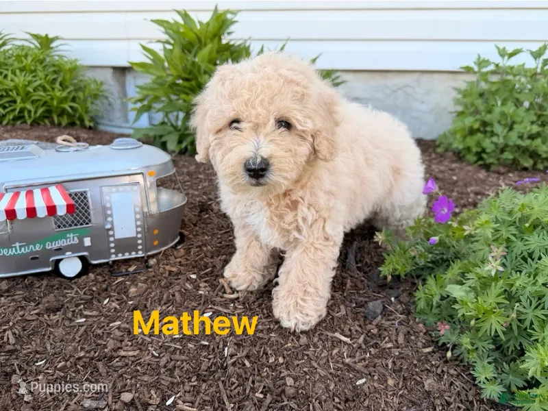 Mathew  – Miniature Goldendoodle puppy for sale in Madisonville, KY