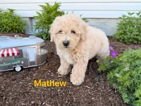 Mathew , a male Miniature Goldendoodle for sale in Madisonville, KY – 1 of 1