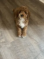 Bucky , a male Miniature Goldendoodle for sale in Madisonville, KY – 6 of 6