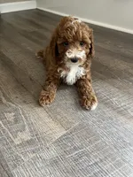 Buddy , a male Miniature Goldendoodle for sale in Madisonville, KY – 4 of 5