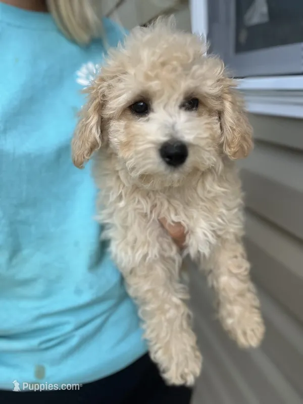 Mathew  – Miniature Goldendoodle puppy for sale in Madisonville, KY