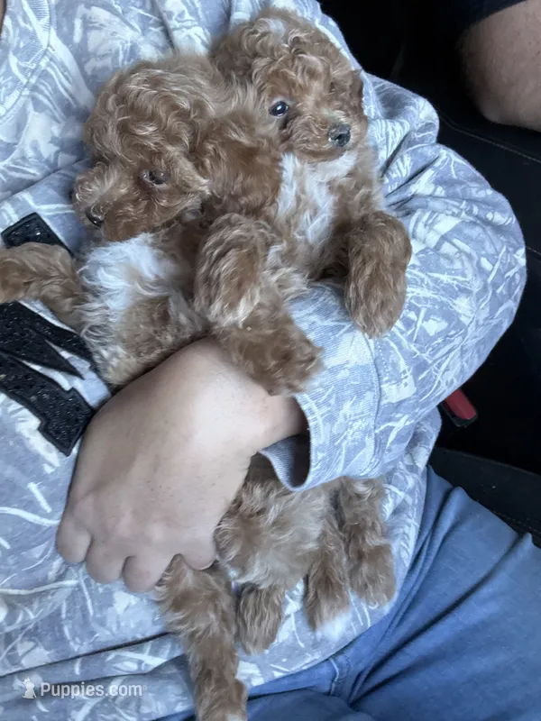 Louie  – Poodle - Toy  puppy for sale in Madisonville, KY