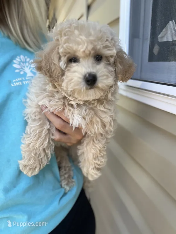 Melodie  – Miniature Goldendoodle puppy on hold in Madisonville, KY