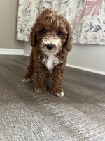 Buddy , a male Miniature Goldendoodle for sale in Madisonville, KY – 3 of 5