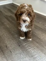 Buster , a male Miniature Goldendoodle for sale in Madisonville, KY – 2 of 8