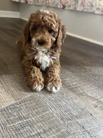 Bucky , a male Miniature Goldendoodle for sale in Madisonville, KY – 3 of 6