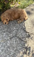 Brodie , a male Cavapoo for sale in Madisonville, KY – 5 of 6