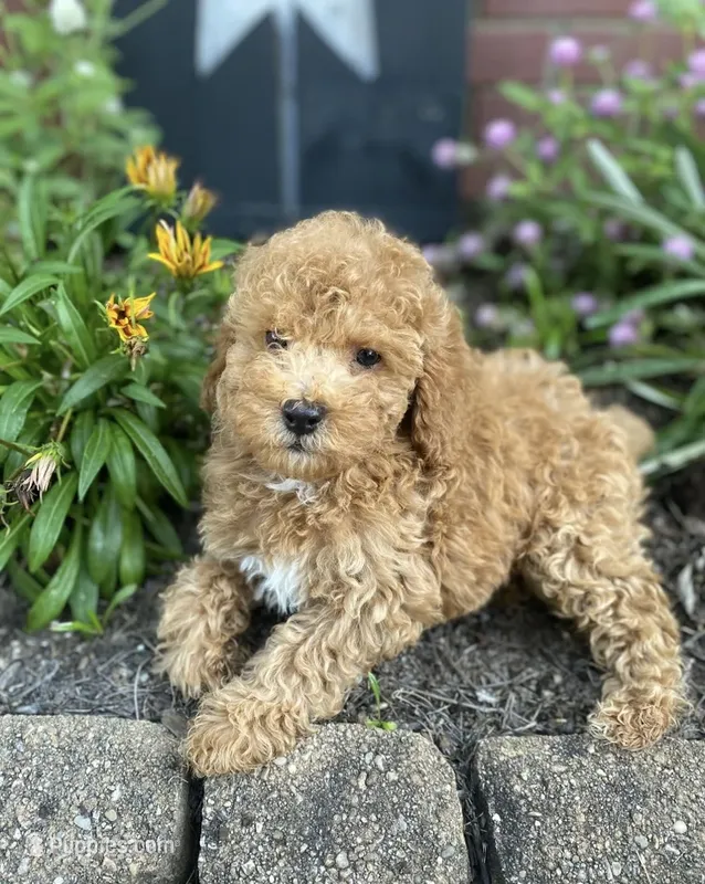 Bella  – Miniature Goldendoodle puppy for sale in Madisonville, KY