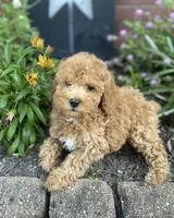 Bella , a female Miniature Goldendoodle for sale in Madisonville, KY – 1 of 2