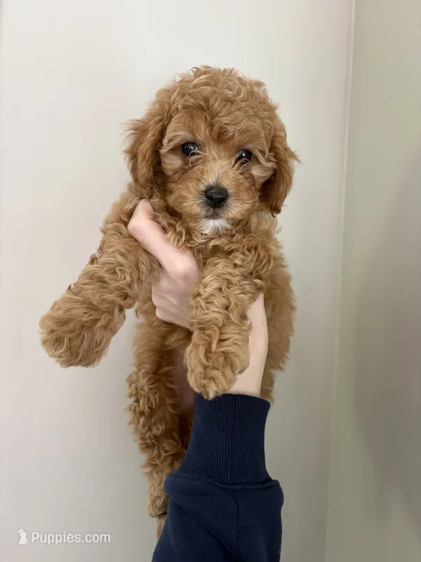 Brodie  – Cavapoo puppy for sale in Madisonville, KY