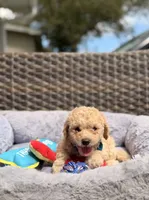 Teo, a male Miniature Goldendoodle for sale in Hialeah, FL – 3 of 5