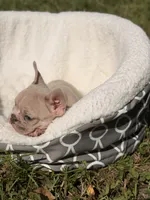Danger , a male French Bulldog for sale in Orlando, FL – 5 of 5