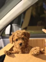 Tini, a female Poodle - Toy  for sale in Spring Hill, FL – 4 of 4
