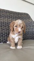Beautiful green eyes 💖, a female Miniature Goldendoodle for sale in Orlando, FL – 3 of 5