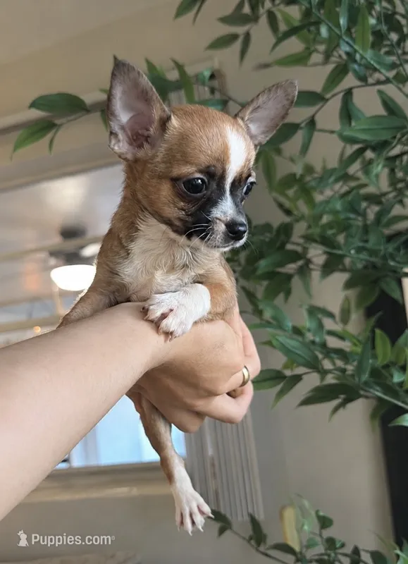 Tito – Chihuahua puppy for sale in Orlando, FL
