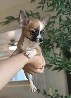 Tito, a male Chihuahua for sale in Orlando, FL – 1 of 2