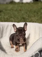 Leon, a male French Bulldog for sale in Orlando, FL – 2 of 8