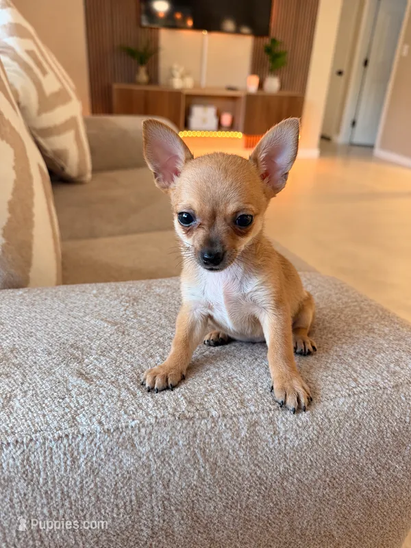 Ducke – Chihuahua puppy for sale in Orlando, FL