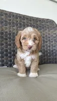 Beautiful green eyes 💖, a female Miniature Goldendoodle for sale in Orlando, FL – 4 of 5