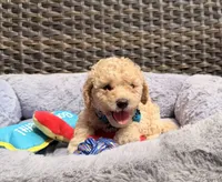 Teo, a male Miniature Goldendoodle for sale in Hialeah, FL – 2 of 5