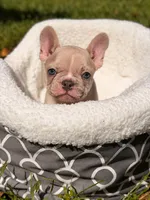 Danger , a male French Bulldog for sale in Orlando, FL – 2 of 5