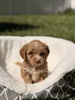 Nina, a female Miniature Goldendoodle for sale in Orlando, FL – 6 of 7