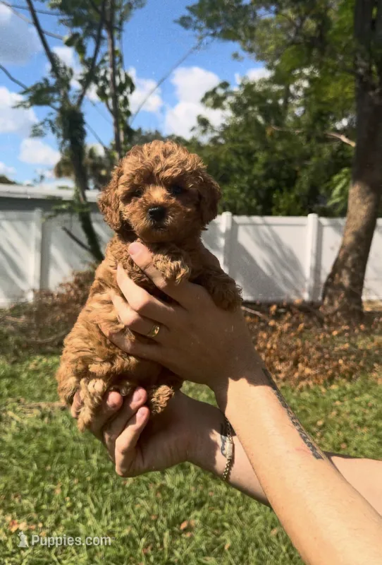 Tini – Poodle - Toy  puppy on hold in Spring Hill, FL